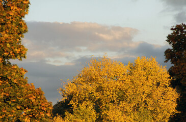 Pappel im Herbst