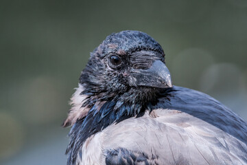 Hooded Crow (Corvus cornix) in park, Central Russia