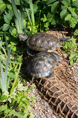 Two Trachemys scripta turtle on the river bank, wild animal in nature vertical