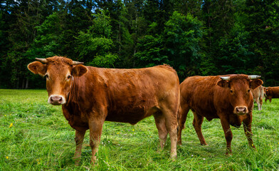 Cows in a rural field, enjoying themselves. Grazing cows in pasture. Herd of cows at summer green field.