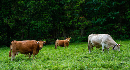 Naklejka na ściany i meble Cows in a rural field, enjoying themselves. Grazing cows in pasture. Herd of cows at summer green field.