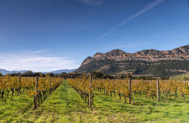Fototapeta na wymiar Autumnal light in the vineyards of Corsica