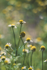 Blooming wild daisies in a sunny rustic meadow	