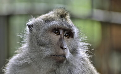 close-up portrait of sad macaque