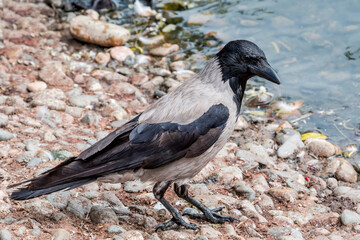 Hooded Crow (Corvus cornix) in park, Central Russia