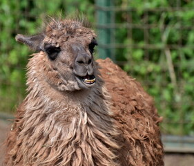 close-up portrait of a chewing llama