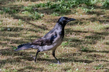 Hooded Crow (Corvus cornix) in park, Central Russia