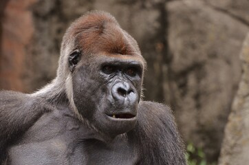 gorilla's portrait against a stone wall