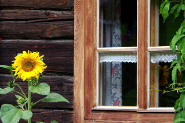 Fototapeta na wymiar Einzelne Sonnenblume vor einem Fenster vom Holzhaus