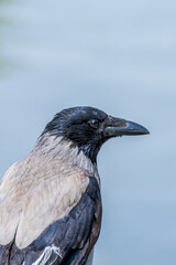Hooded Crow (Corvus cornix) in park, Central Russia