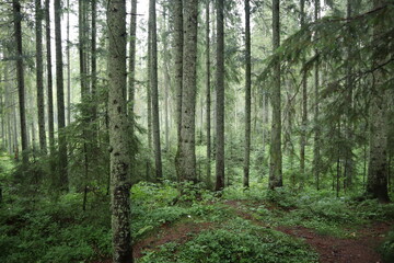 Fototapeta na wymiar misty forest after rain. Chill