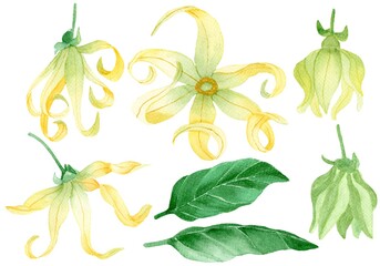 Set of elements isolated Ylang Ylang flowers 