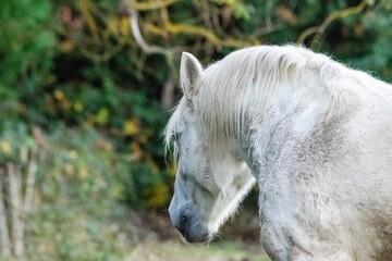 portrait of white horse in the grass