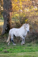 Obraz na płótnie Canvas portrait of white horse in the grass