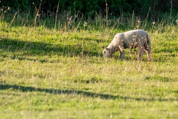 portrait of sheep in pasture