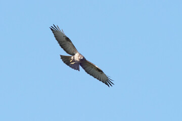 common buzzard in flight