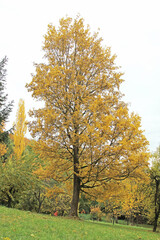 Fototapeta premium Feldahorn im Herbst