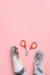 Cat nail clippers, claw scissors, and cat paws on a pink background. Pet hygiene care concept. Top view, minimalism, copy space.