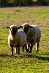 group of sheeps in pasture
