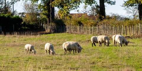 Obraz premium group of sheeps in pasture