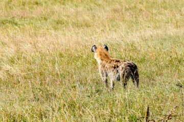 portrait of hyena in the savannah