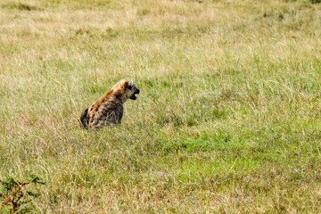 portrait of hyena in the savannah