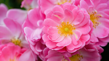 Tender pink tea roses background. Closeup macro of summer flower. Selective focus. Moody