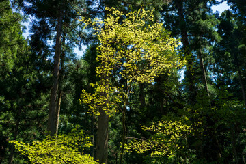 Obraz premium 新緑に包まれていきいきとした春の里山のイメージ