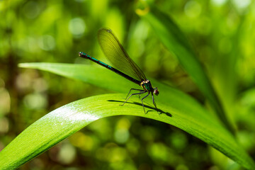 Naklejka premium 春の里山の生きもの イトトンボ