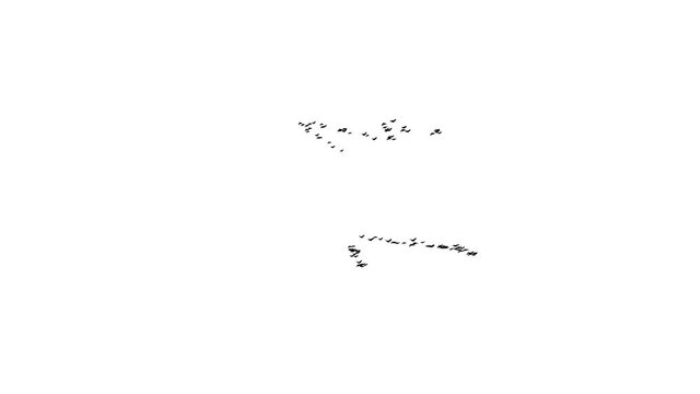 flock of tiny far away birds isolated on white - 3d illustration animation
