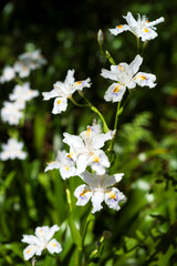 春の里山の花　シャガ