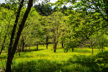 Fototapeta na wymiar キンポウゲが咲き乱れる春の里山