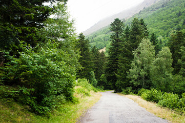 Camino por el bosque