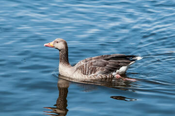 Greylag Goose (Anser anser) in park, Germany