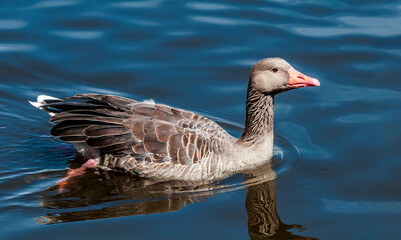 Greylag Goose (Anser anser) in park, Germany