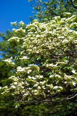 春の里山の花　ハナミズキ