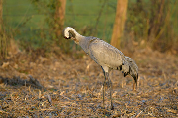 Kranich (Grus grus) auf einem Mais-Feld // Common crane on a corn field  © bennytrapp