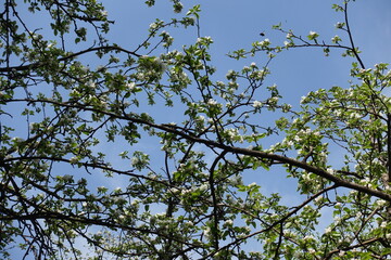 Dark brown branches of blossoming apple tree against blue sky in April