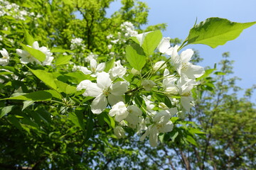 Long stalks with white flowers of apple tree in April