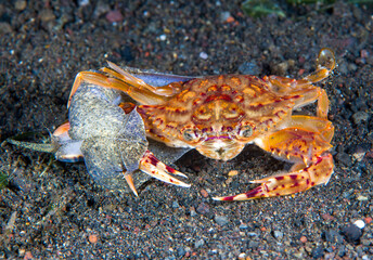 A sea snail is eating a crab. Night dive. Underwater macro world of Tulamben, Bali, Indonesia.