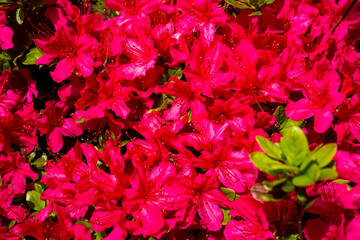 春の里山の花　ツツジ