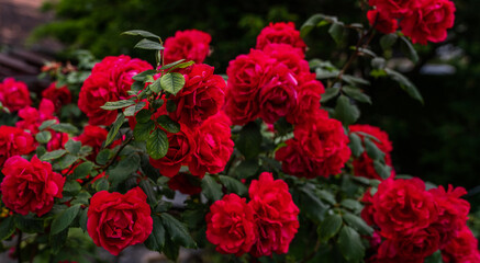 Red roses in the garden. Nature background.