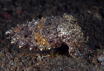 Small Broadclub Cuttlefish - Sepia latimanus in the night. Underwater world of Tulamben, Bali, Indonesia.