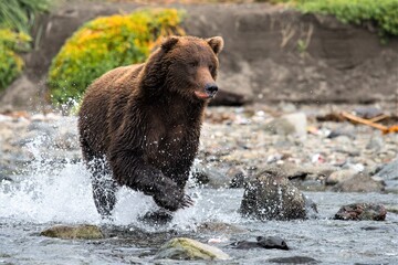 Gefährliche Begegnung in der Wildnis Alaskas - Attackierender Grizzlybär beim Angriff - Katmai,...