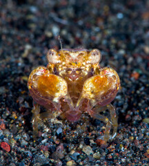 A tiny crab - macro underwater world of Tulamben, Bali, Indonesia.