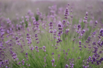 Fototapeta premium Lavender Bloom Season Flowers Countryside Closeup