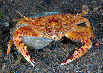 A sea snail is eating a crab. Night dive. Underwater macro world of Tulamben, Bali, Indonesia.