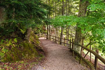 Paseo por el bosque