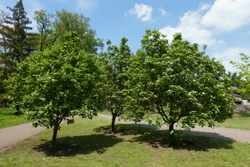 Three blossoming trees of Sorbus aria in mid May