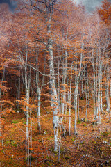 Woodland, Bosnia and Herzegovina